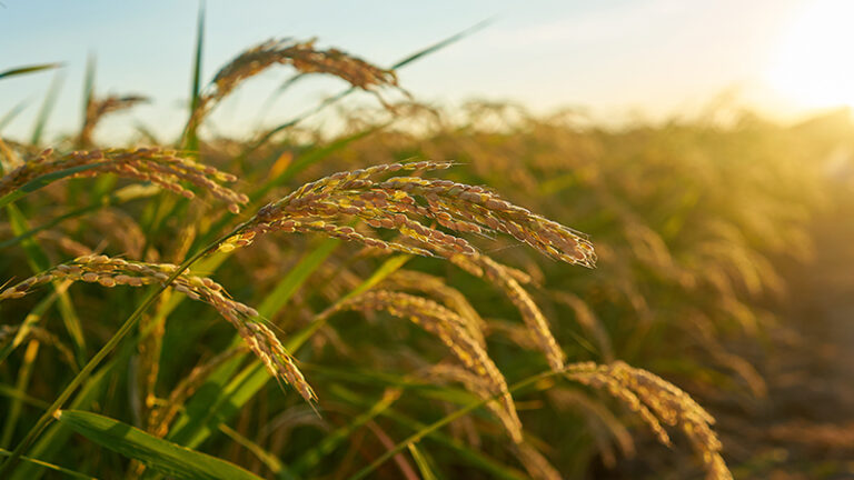 باسکول جاده ای